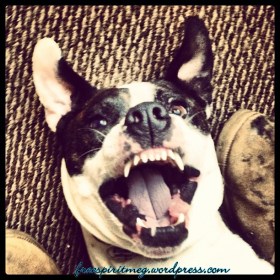 11189615_822916657784242_1026021314_n