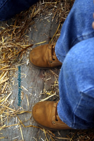 Goold Orchards- 2013