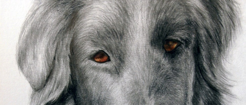 Pet Portrait: Jerzey Girl