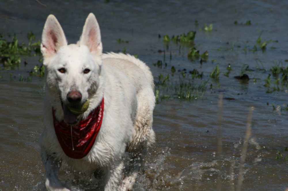 Free Spirit Familiars