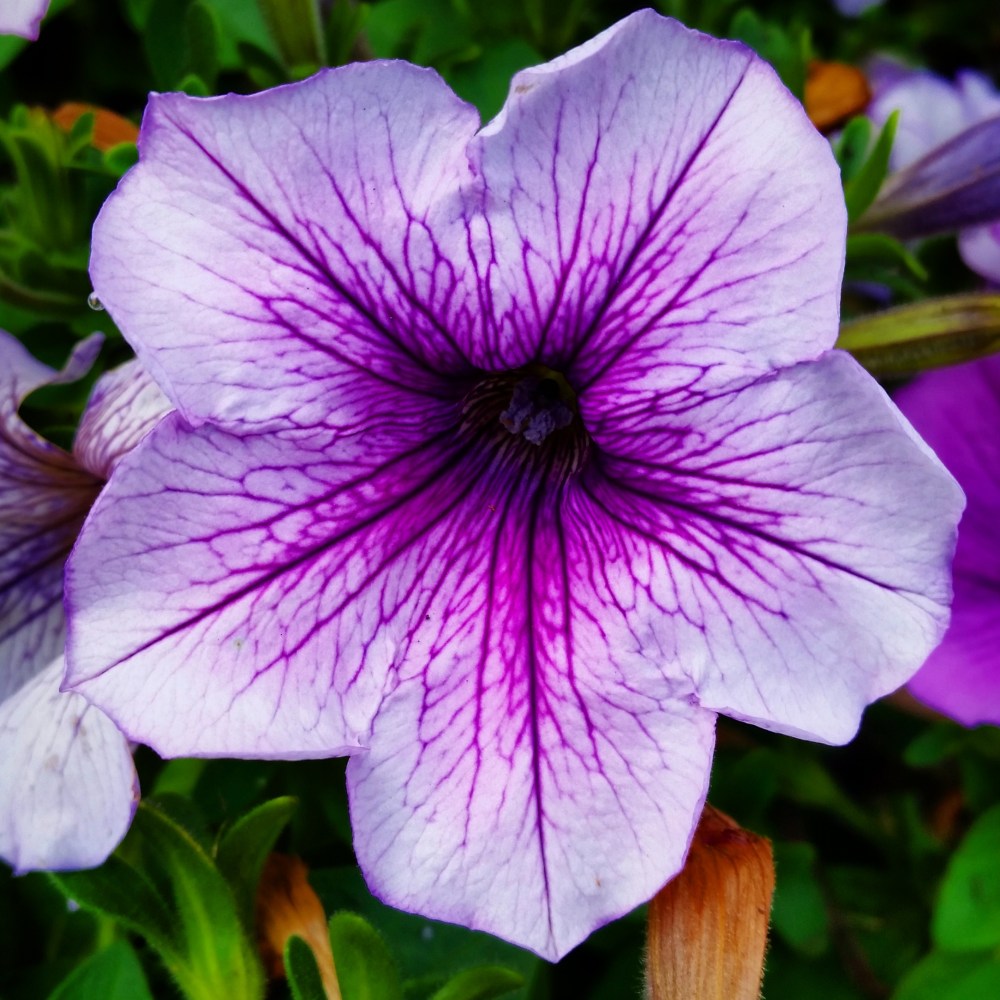 Purple Vein Ray Petunia