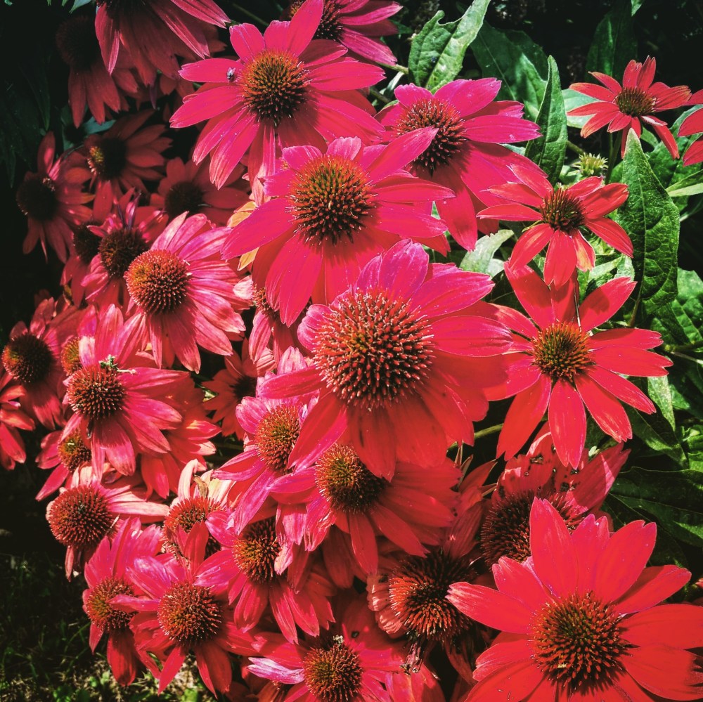 Salsa Red Cone Flower (Echinacea)