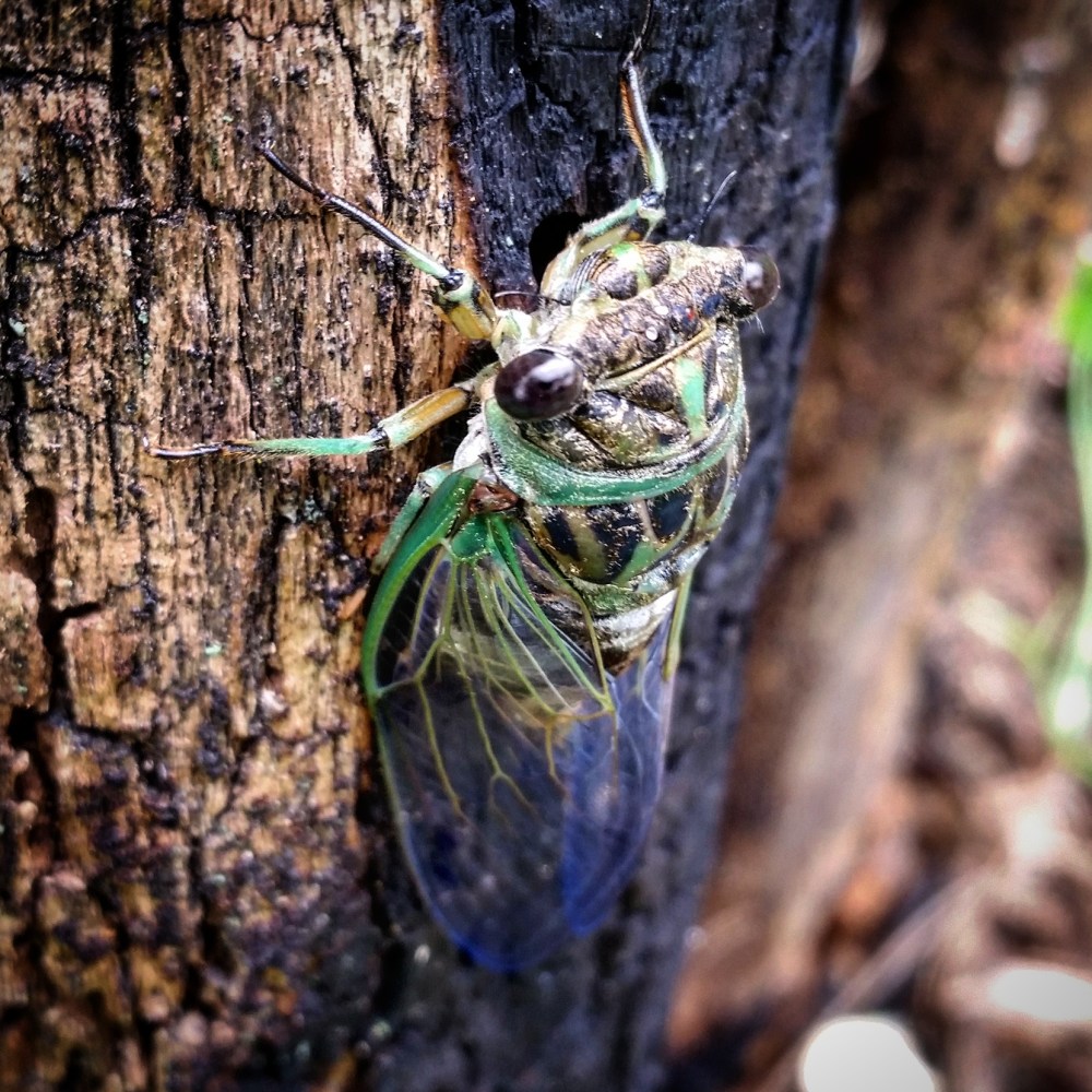Cicada, latin for