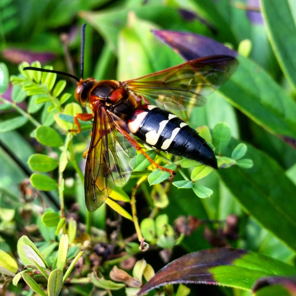 Cicada Killer (Sphecius Speciosus)