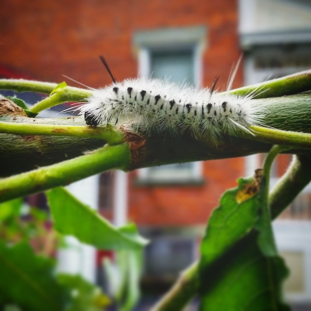 Hickory Tussock Moth Caterpillar (Lophocampa Caryae)