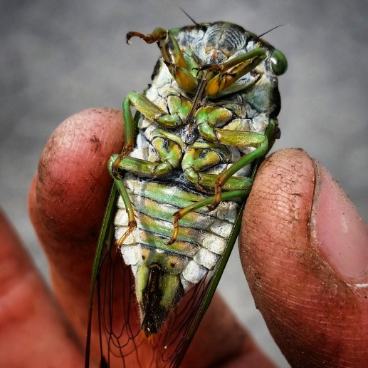 IMG_20170817_201106_781