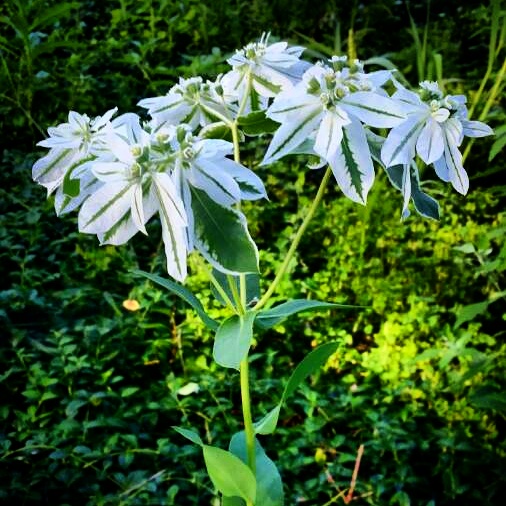 Snow on the Mountain (Euphorbia Marginata)