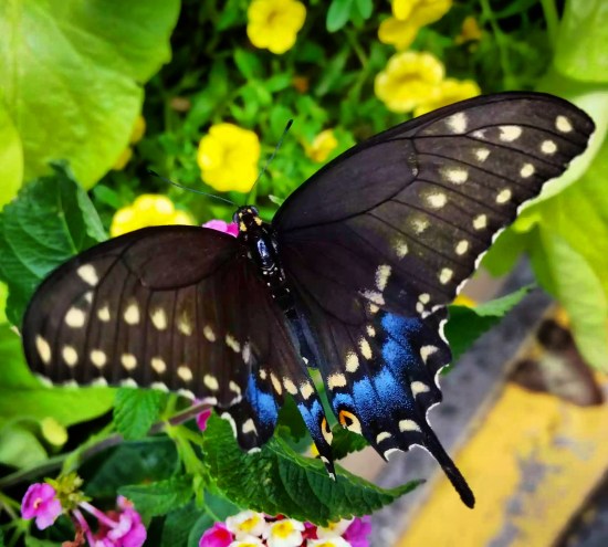 Black Swallowtail, female