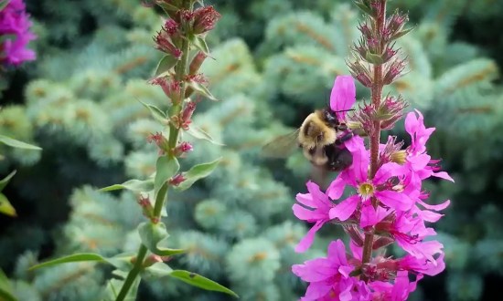 Bumblebee enjoying Purple Loosestrife