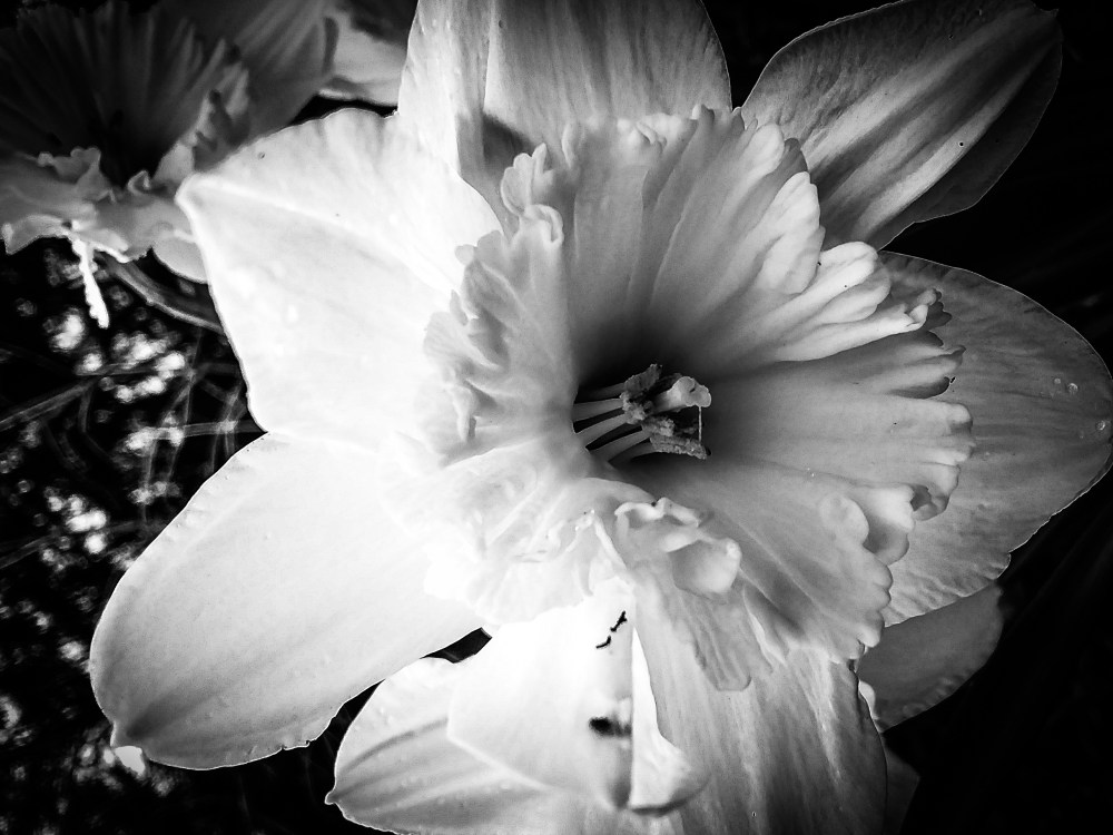 #48 – Daffodil