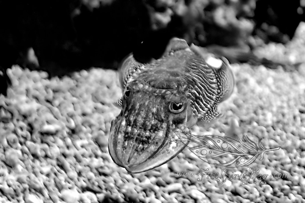 #35 – Cuddly Cuttlefish
