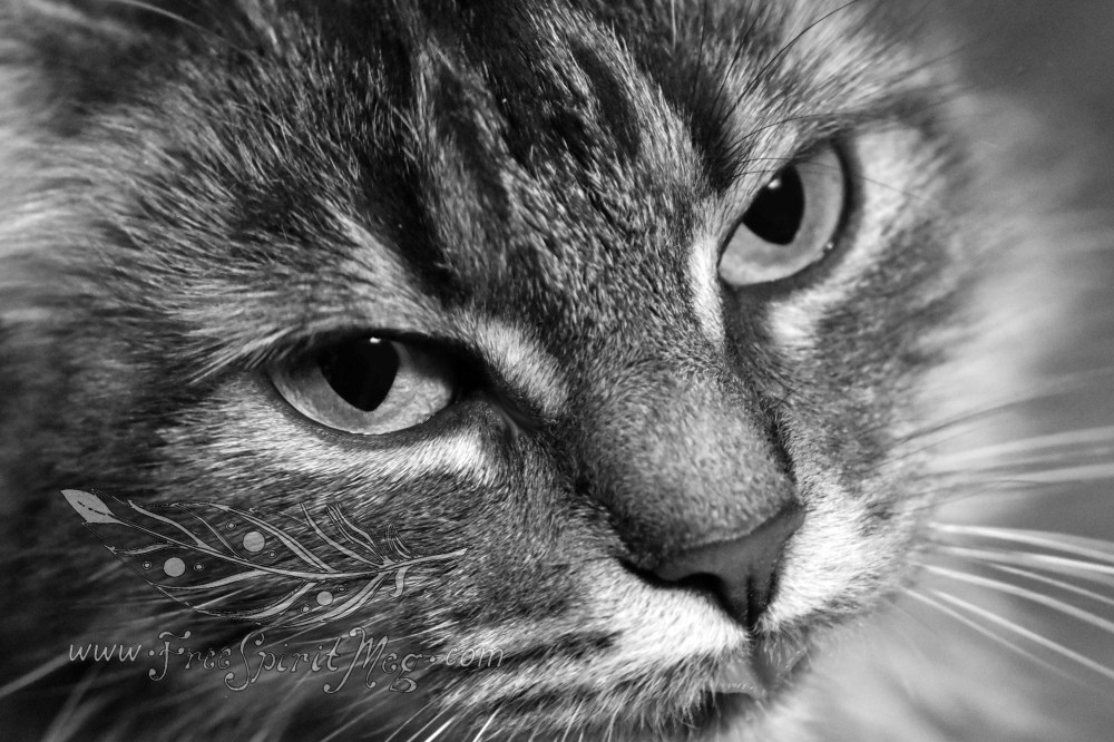 #37 – Cute As A Button