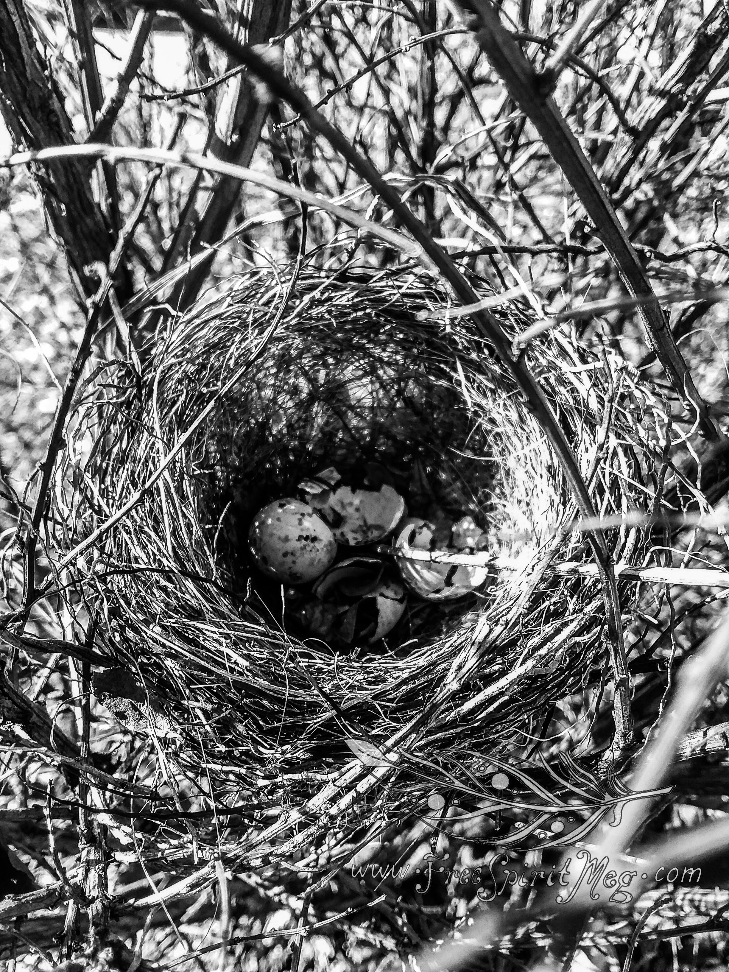 #44 – Another Sign of Spring