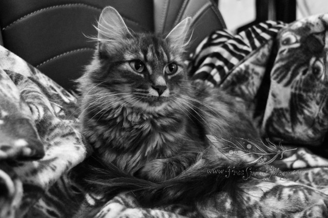 Kitty in a Kitty Blanket