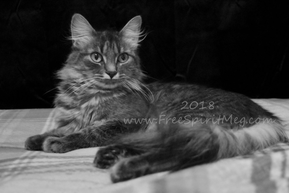 #32 – Spoiled Rotten