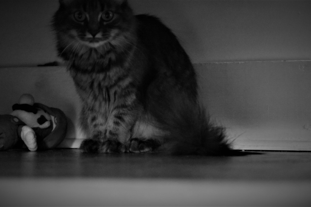 #29 – The Monster Under the Bed