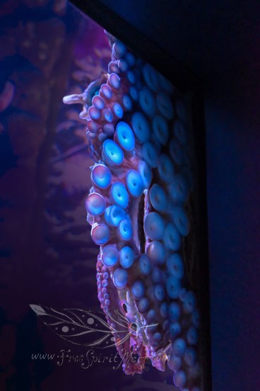 New England Aquarium (17)