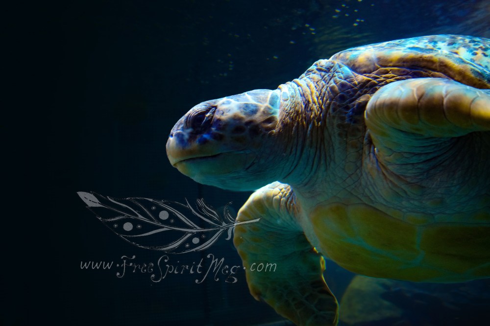 New England Aquarium (21)