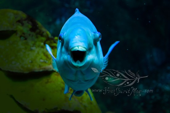 New England Aquarium (24)