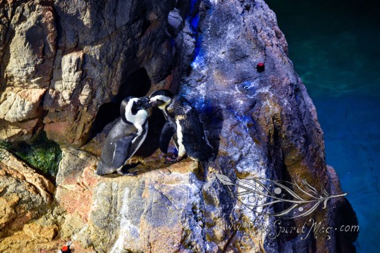 New England Aquarium (25)