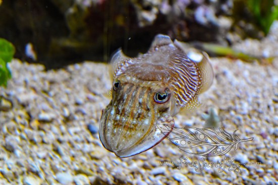 New England Aquarium (28)