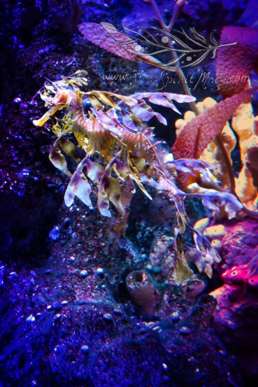 New England Aquarium (4)