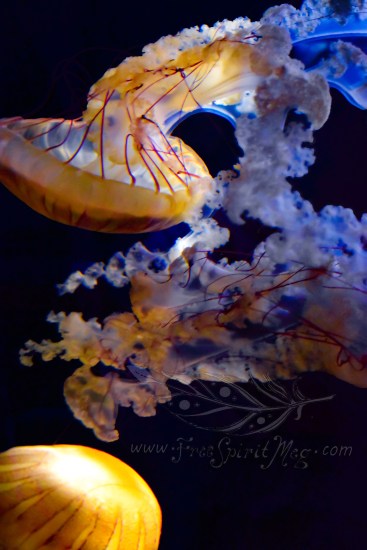 New England Aquarium (9)