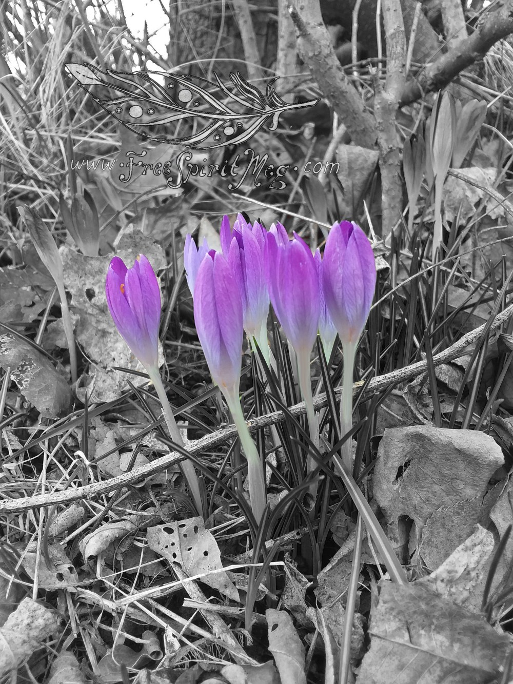 #43 – Spring Has Arrived!