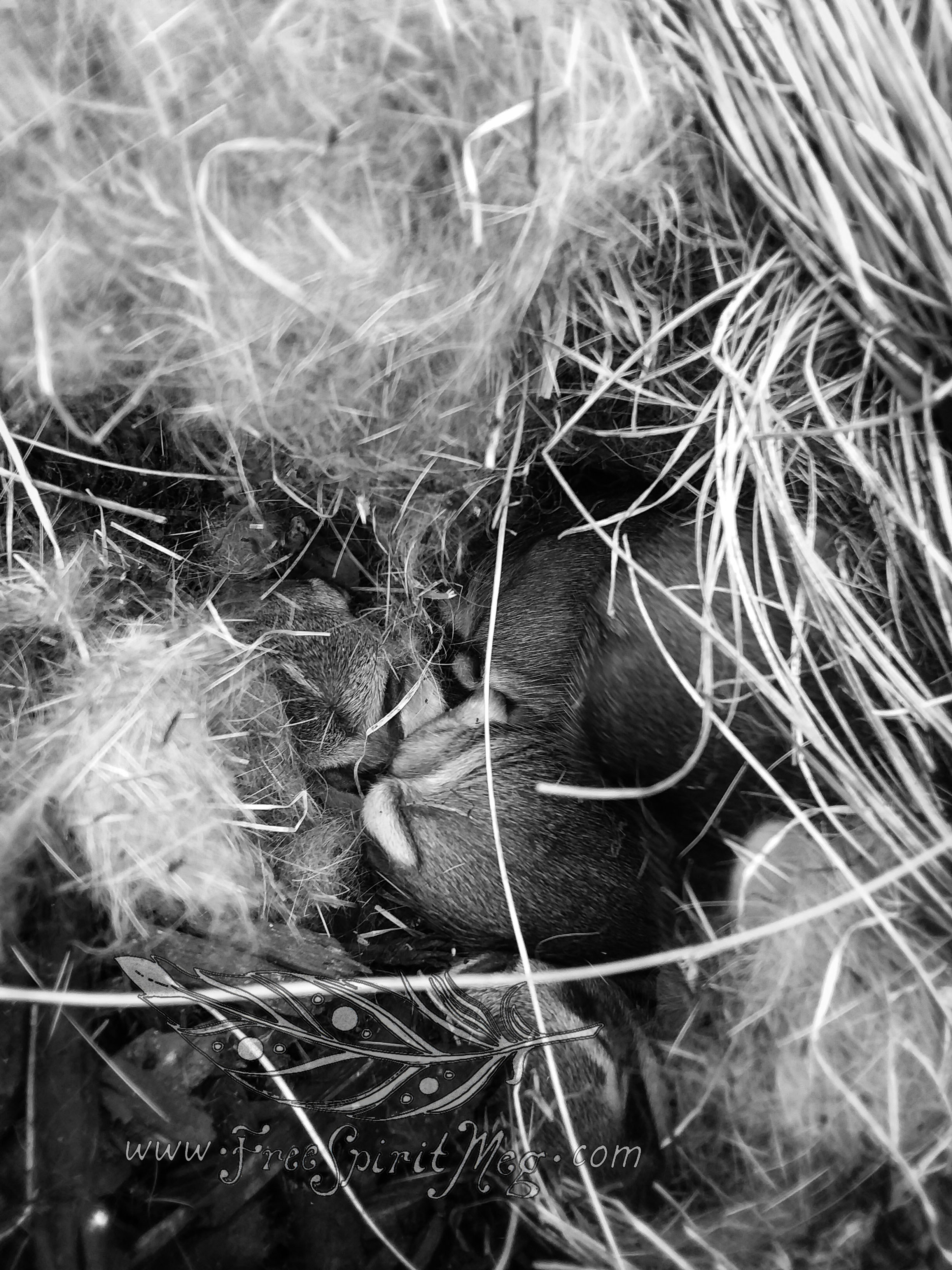 #72 – Bed for Baby Bunnies – 5.21.18