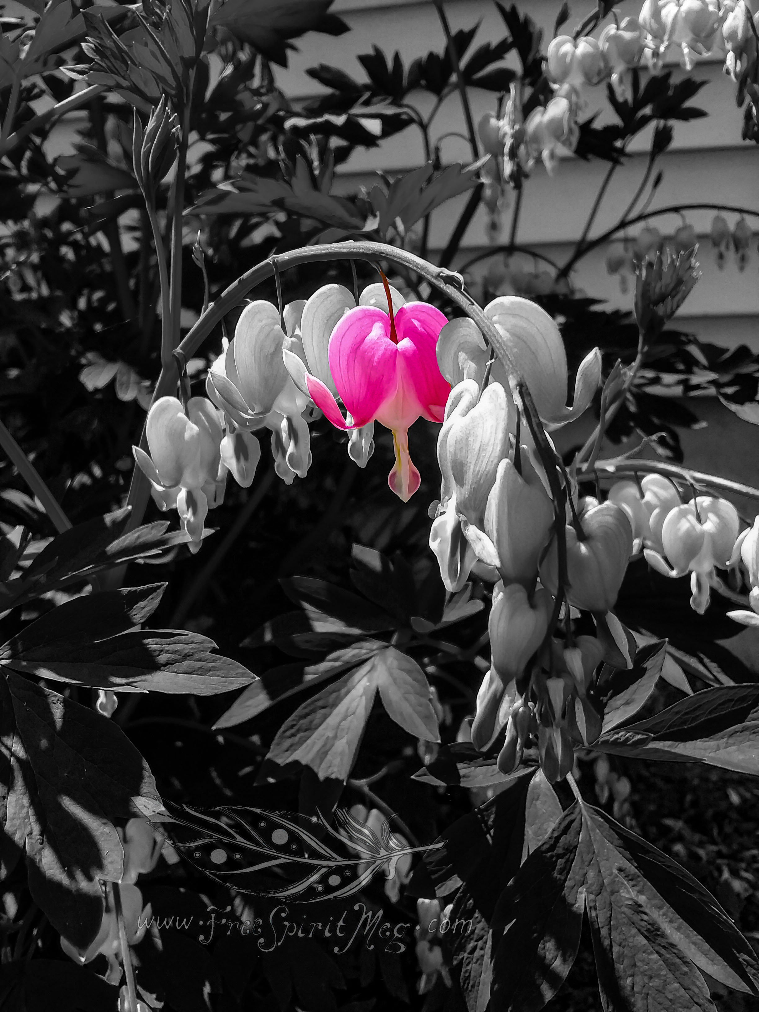 #59 – Bleeding Heart – 5.8.18