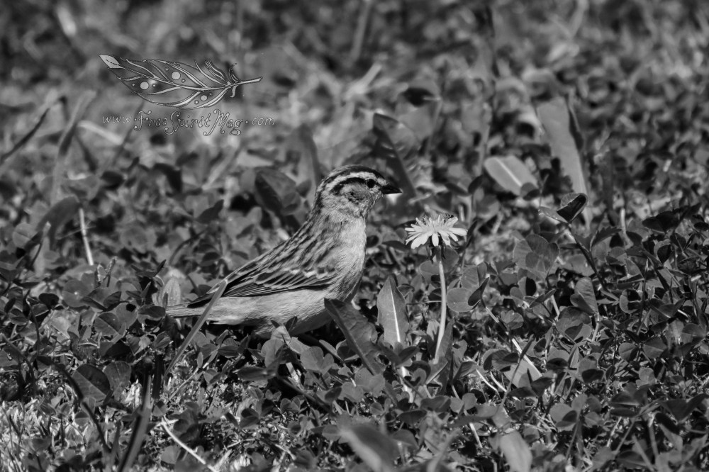 #68 – Bug Hunt – 5.17.18