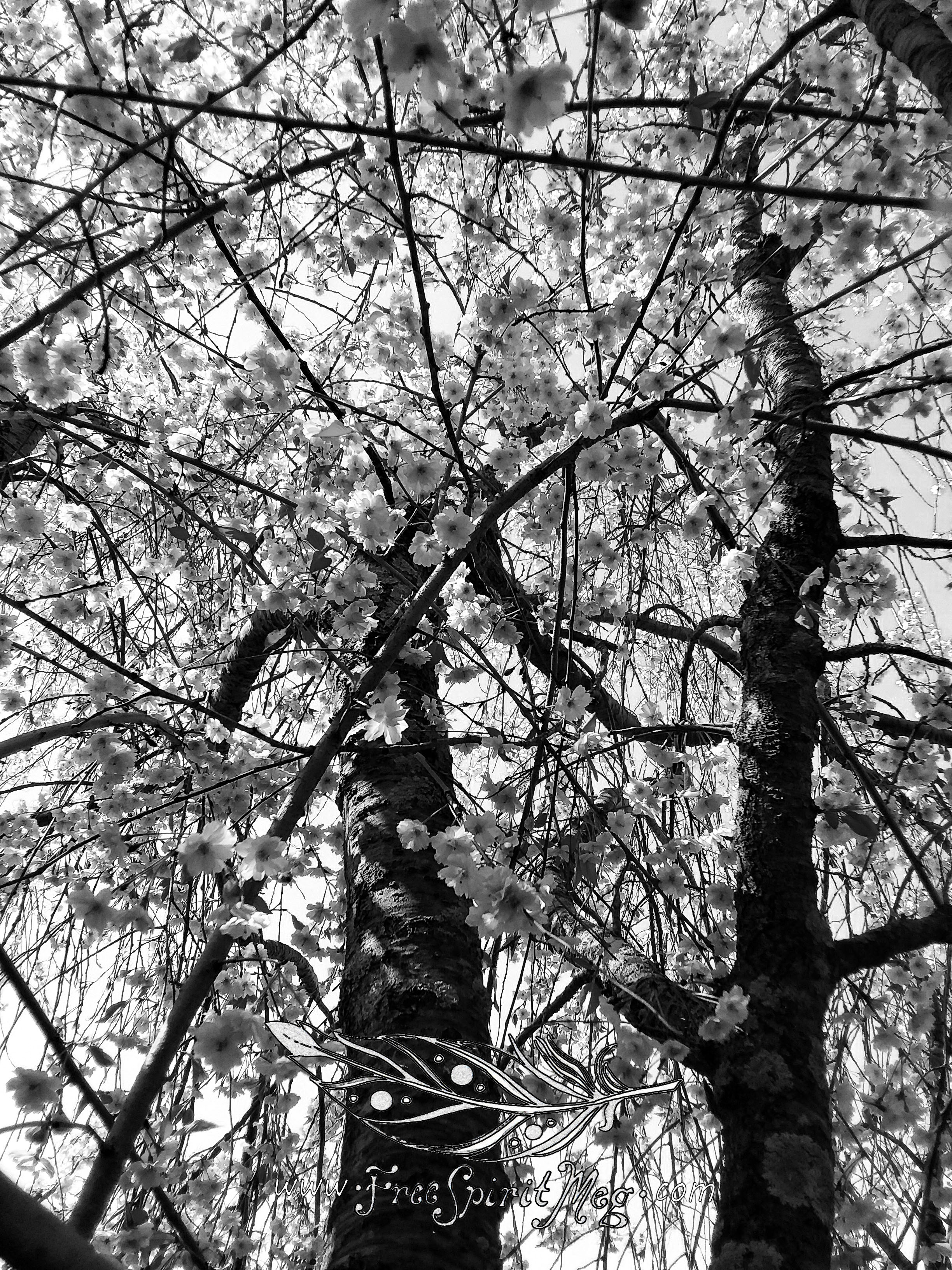 #60 – Cherry Blossom – 5.9.18