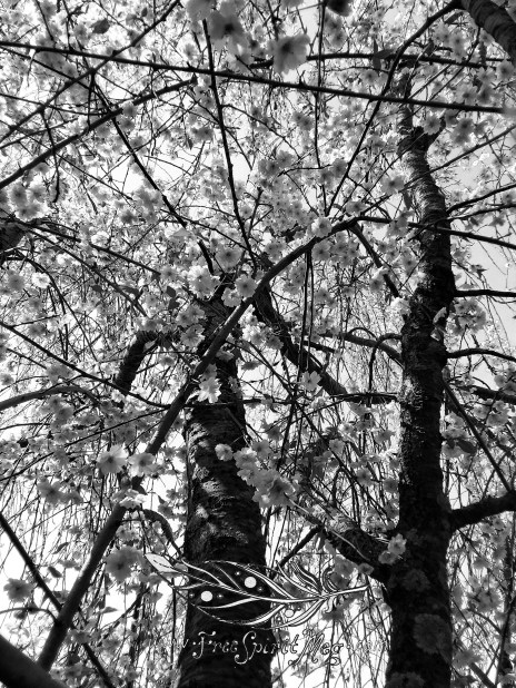Cherry Blossom