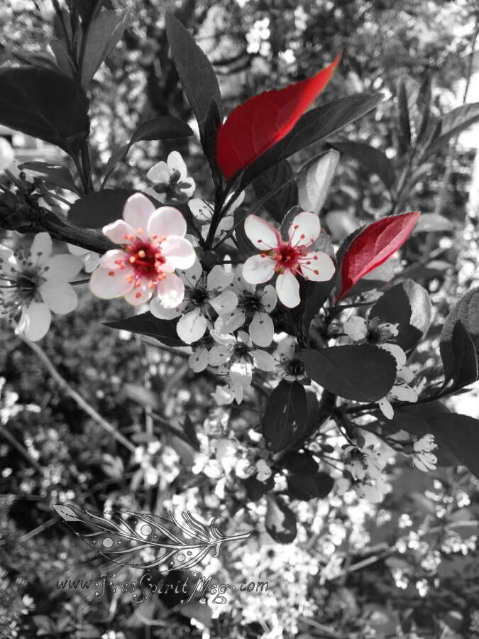 #73 – Cheery Cherry Plum – 5.22.18