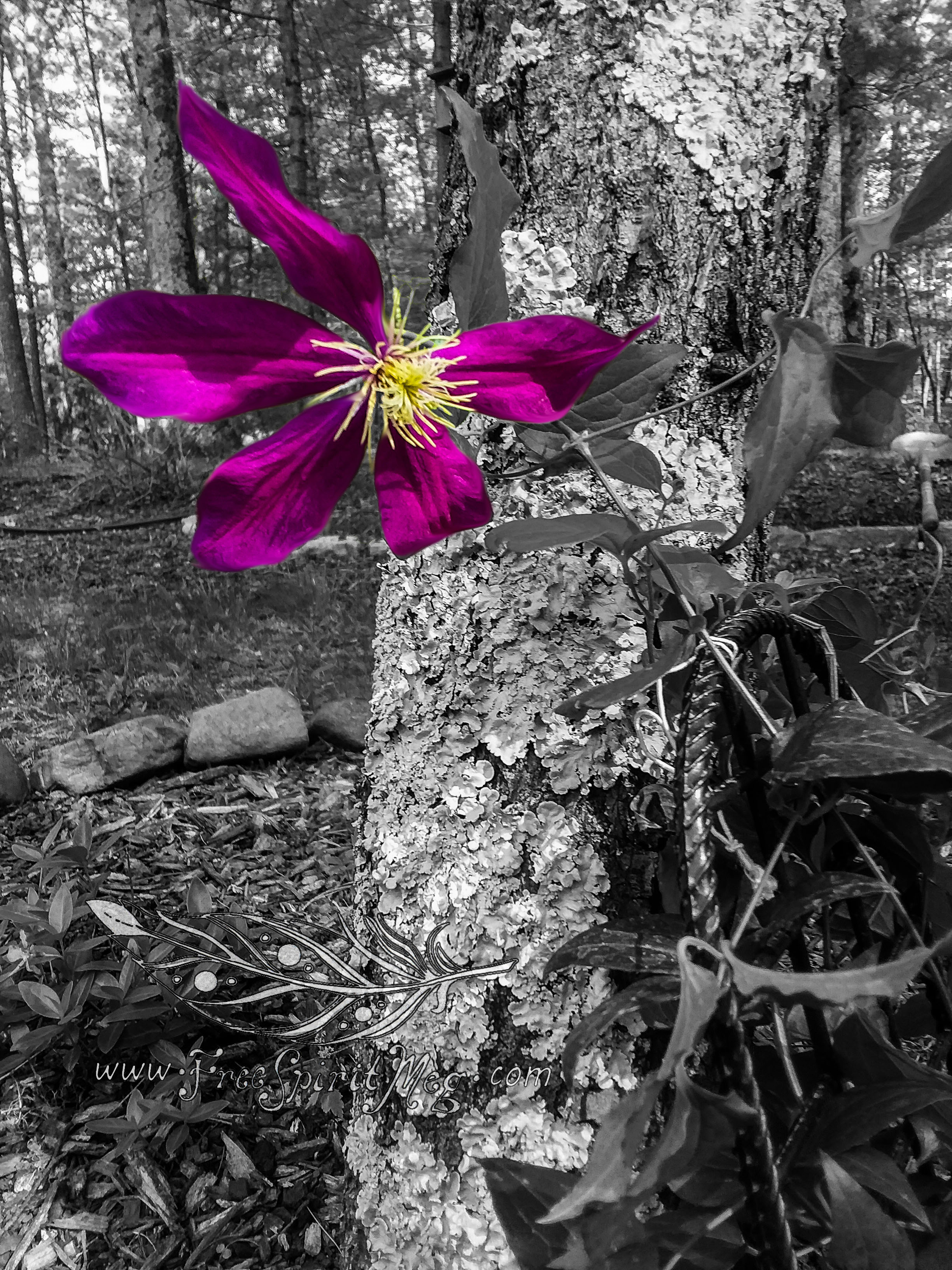 #71 – Creeping Clematis – 5.20.18