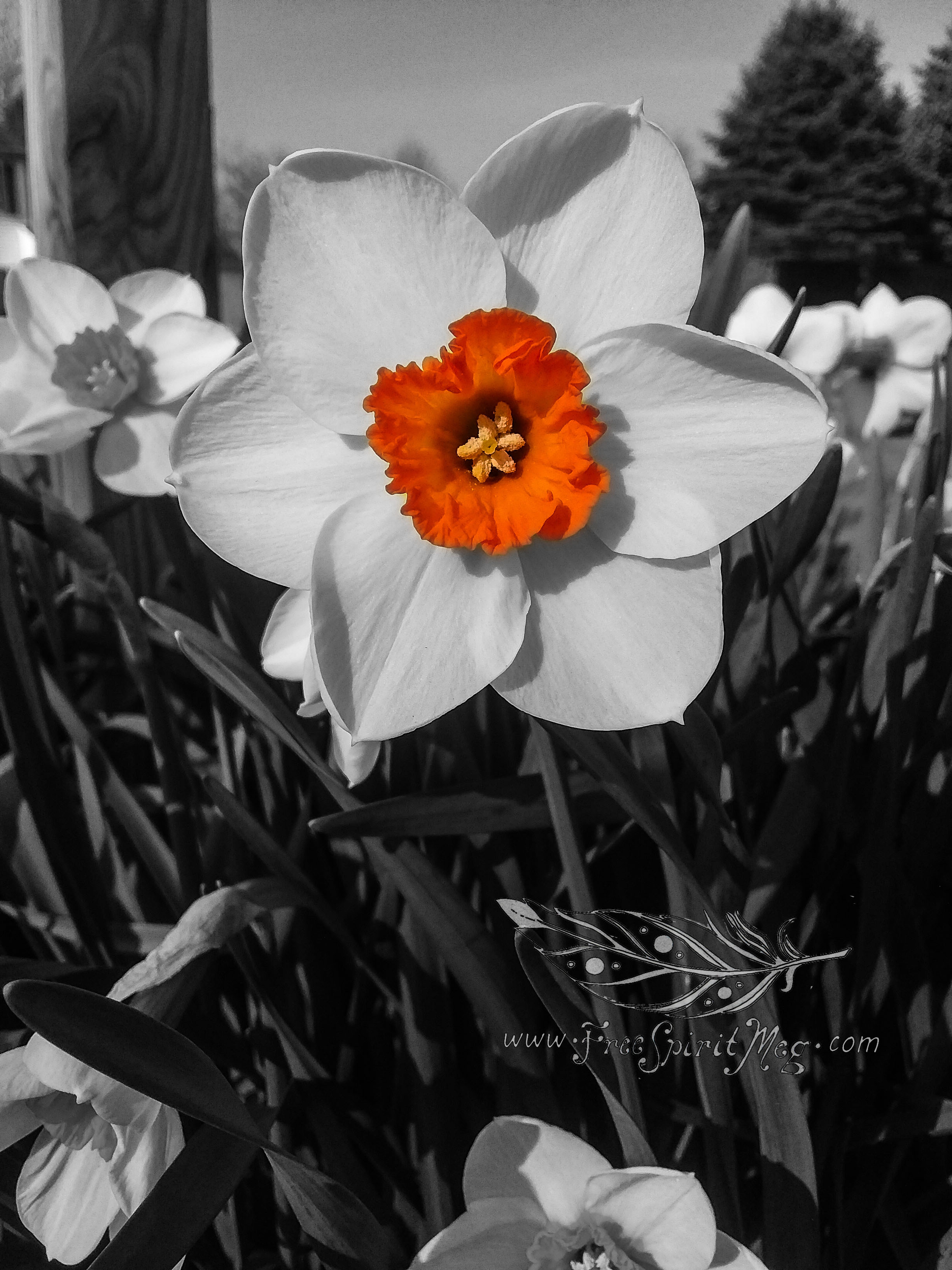 #54 – Dazzling Daffodil