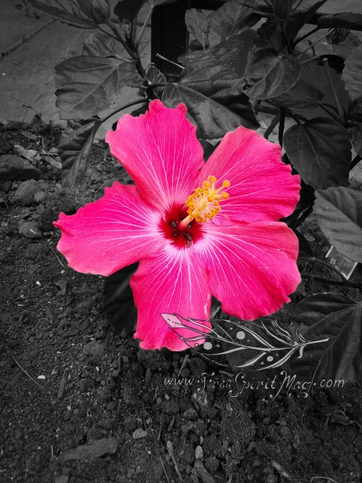 Hibiscus