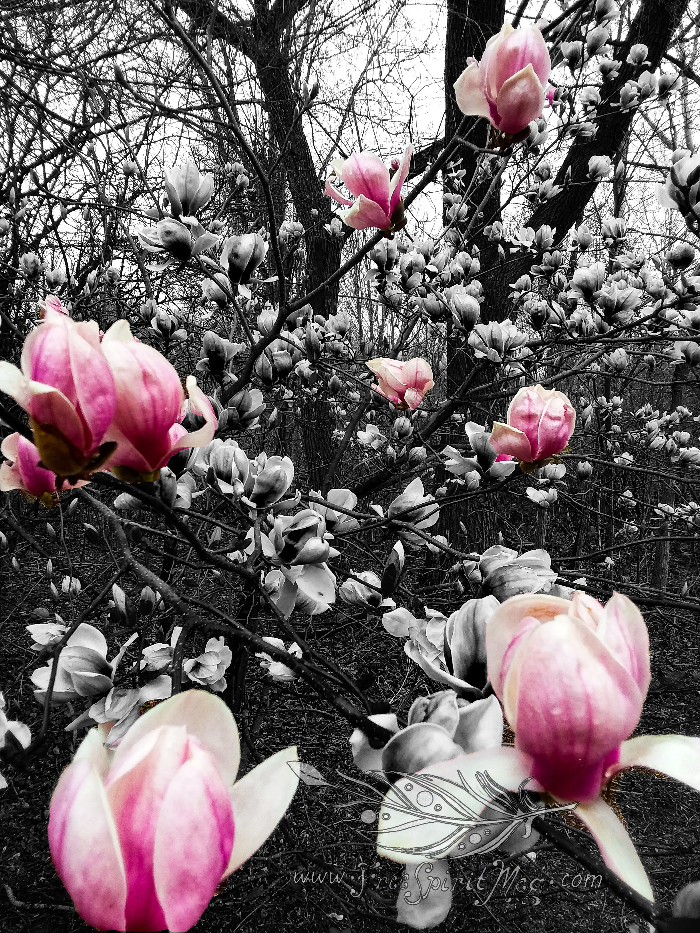 #55 – Magnificent Magnolia
