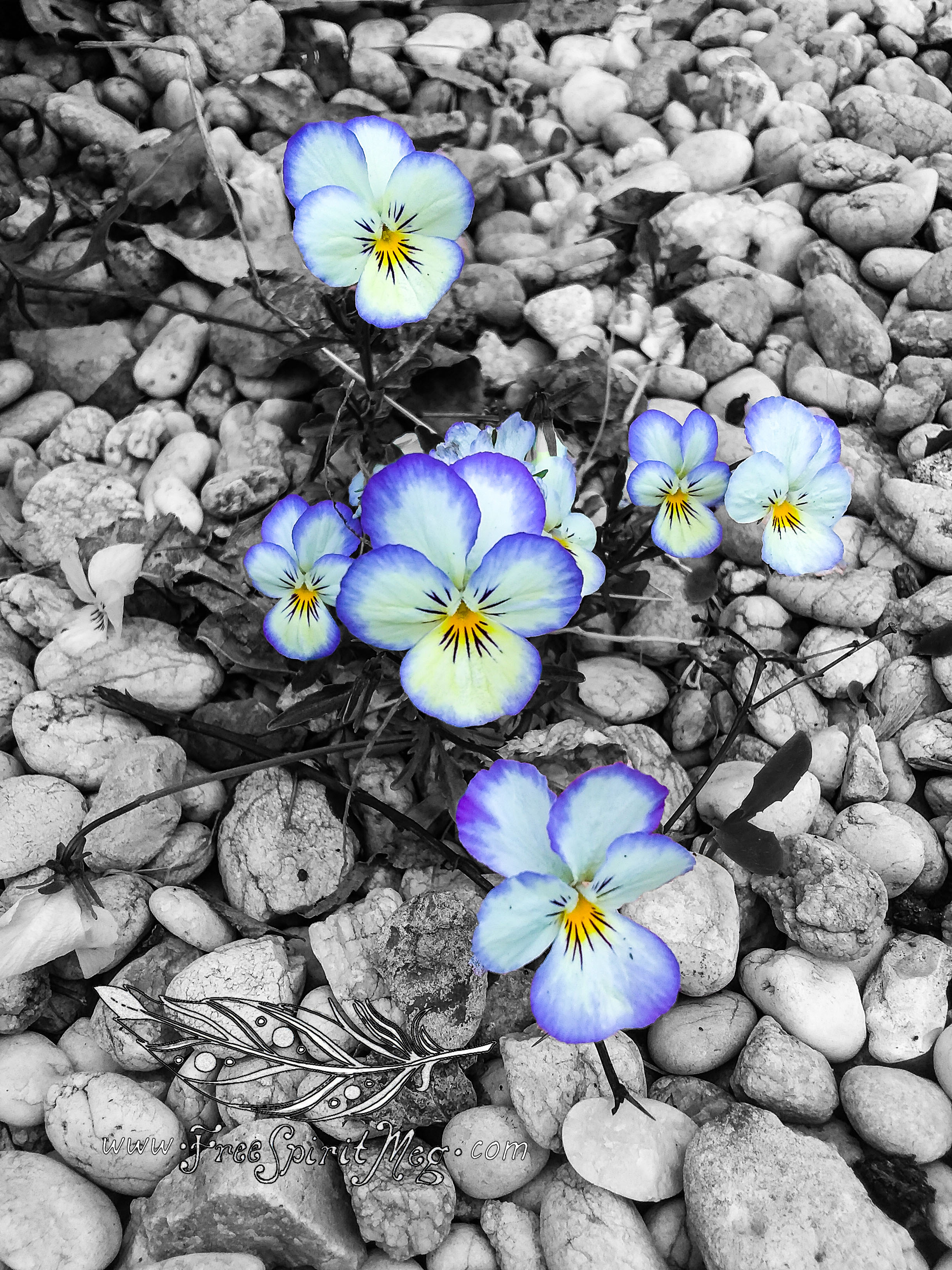 #67 – Vivid Violas – 5.16.18