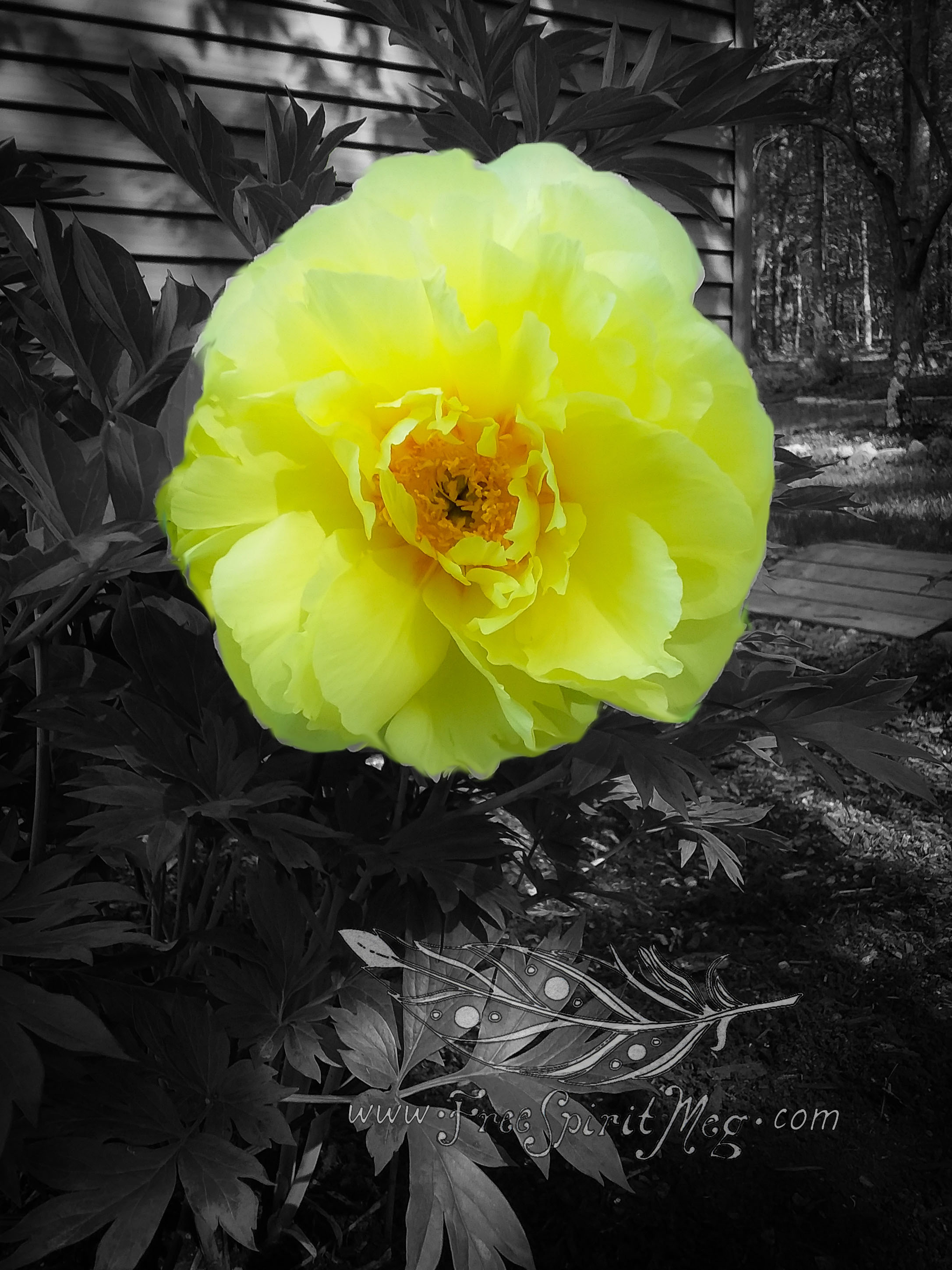 #69 – Pretty Peony – 5.18.18