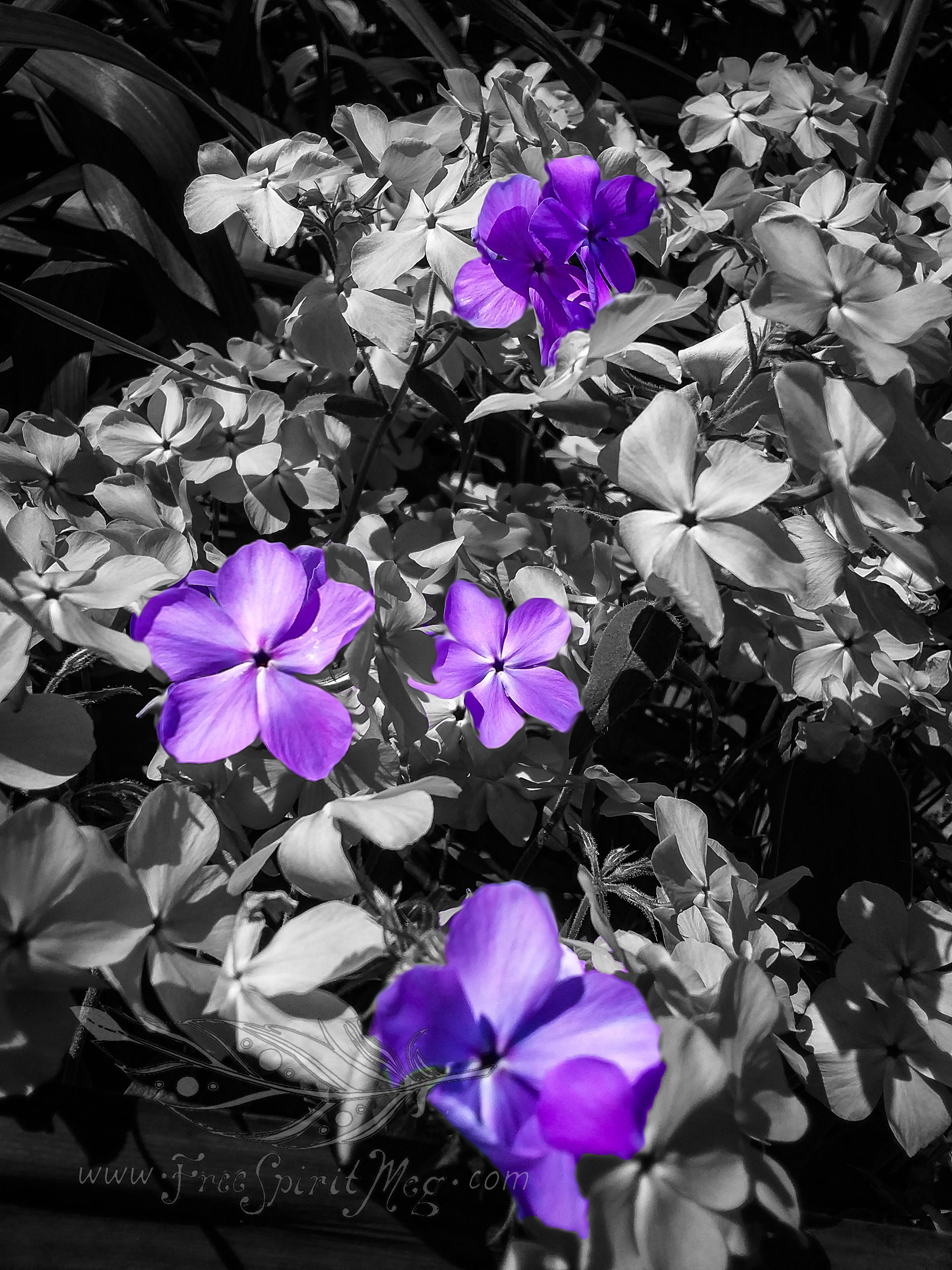 #76 – Fabulous Phlox – 5.25.18