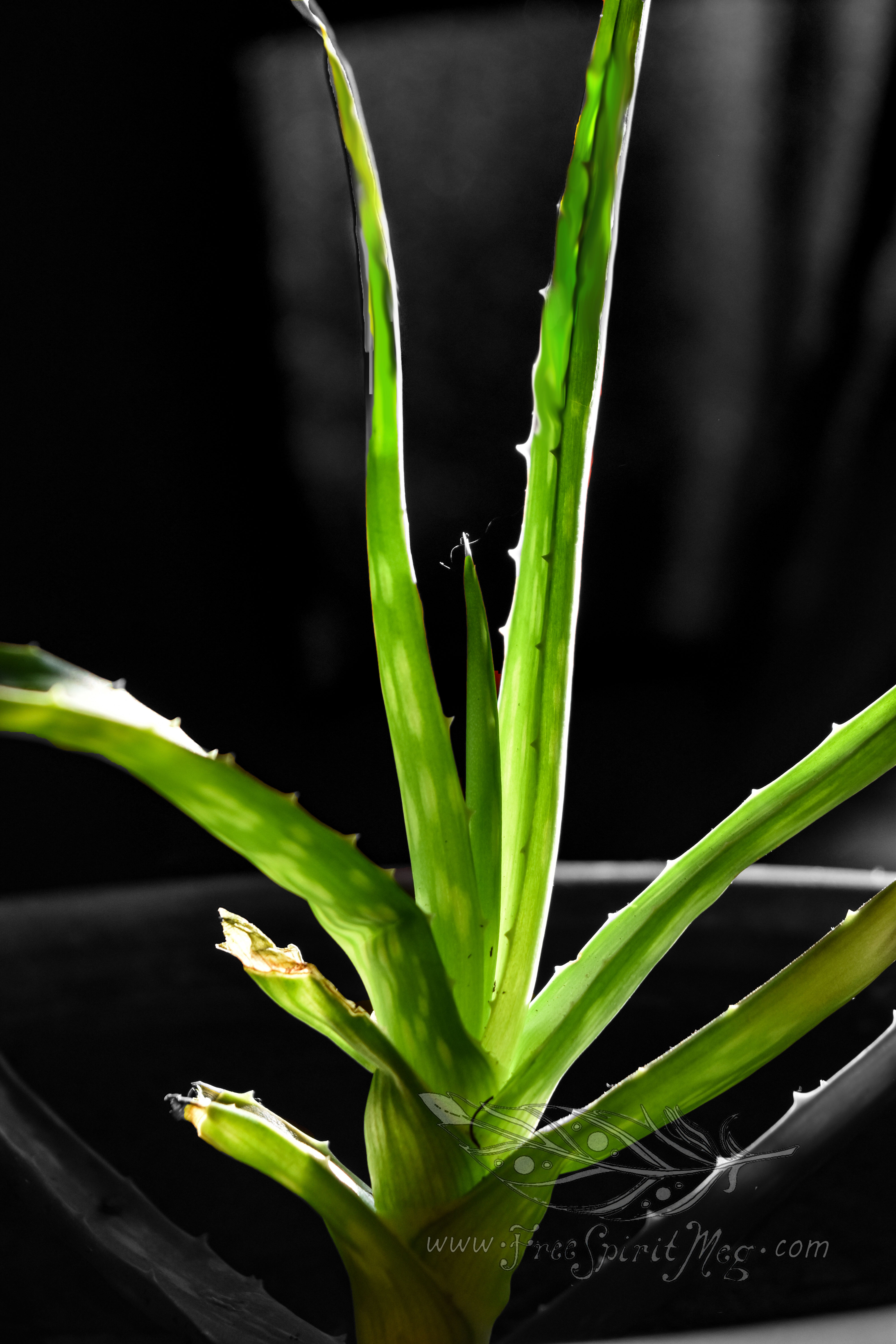 #104 – Say Aloe to my Little Friend – 6.26.18