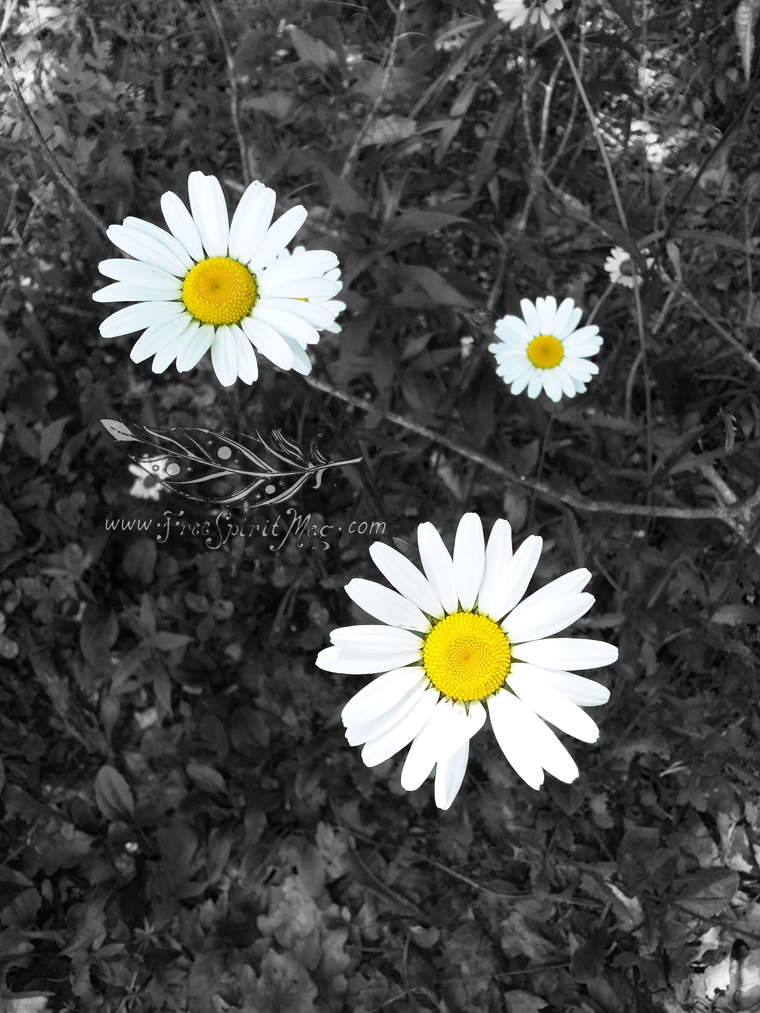 #92 – Brilliant Bruisewort – 6.14.18