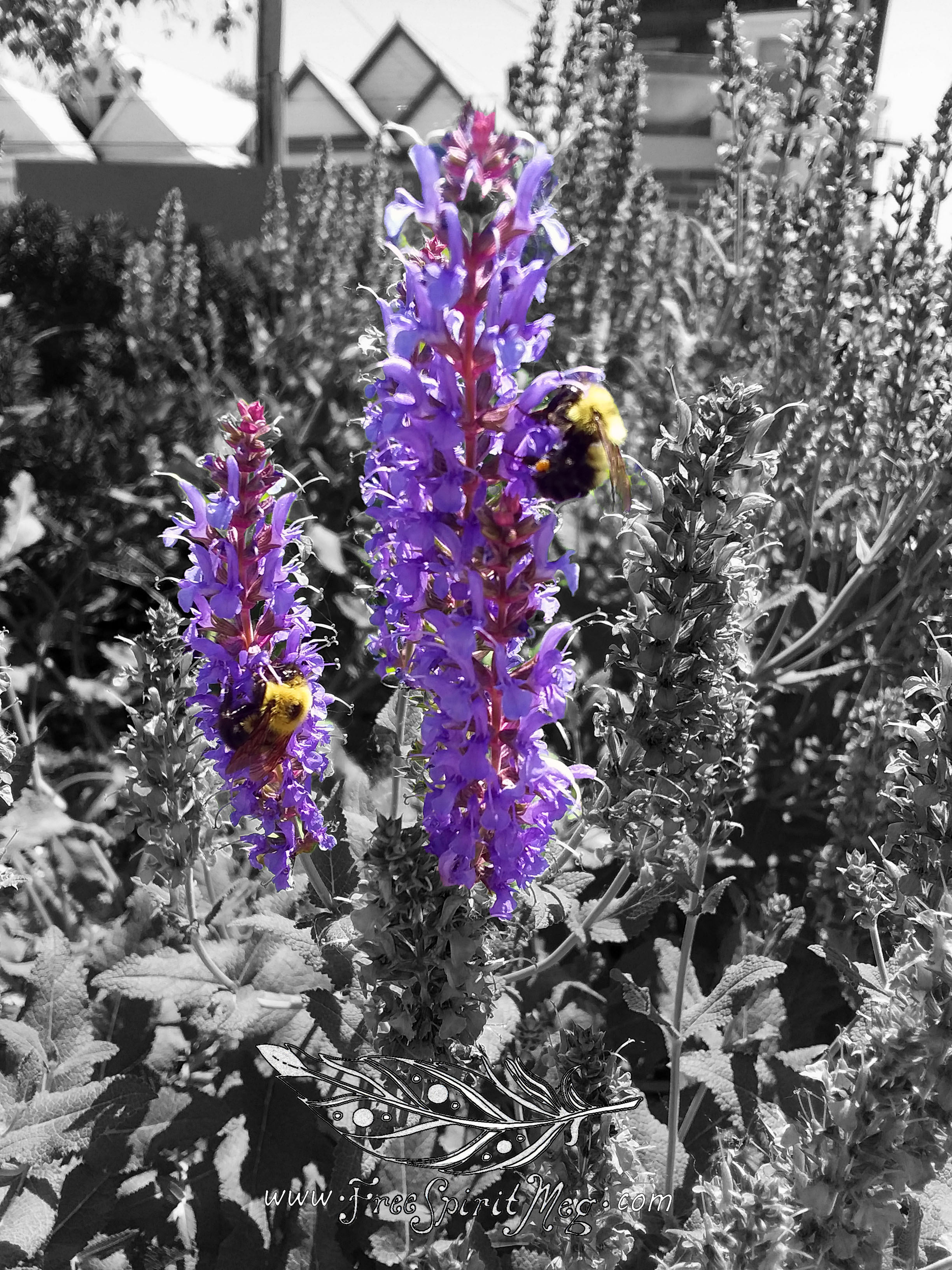 #89 – Busy Bees – 6.11.18