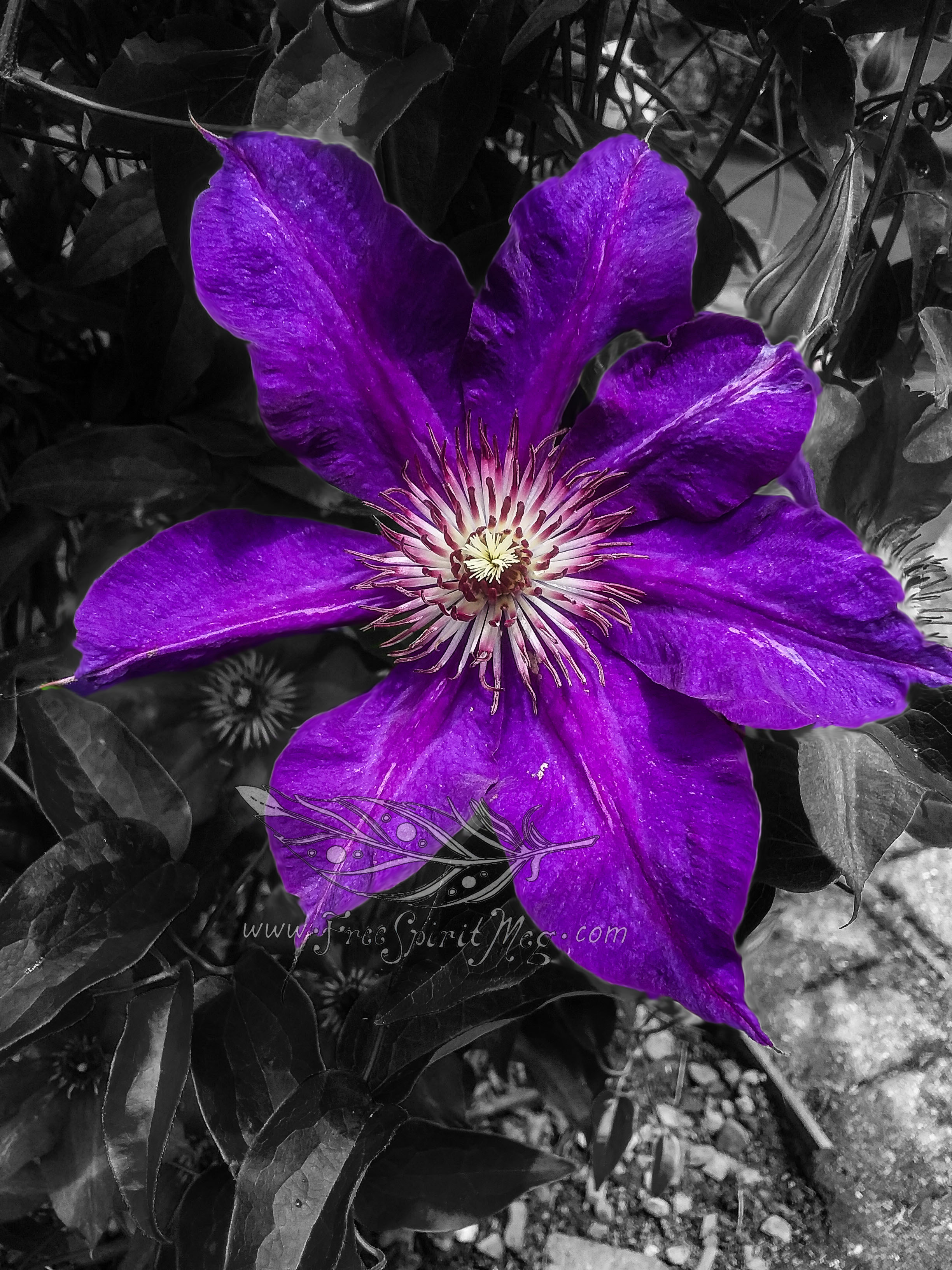 #106 – Colorful Clematis – 6.28.18