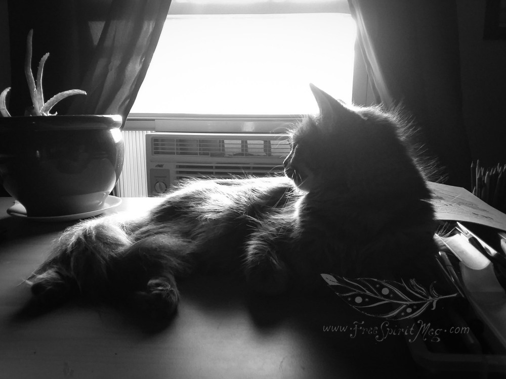 #107 – Cool Cat – 6.29.18