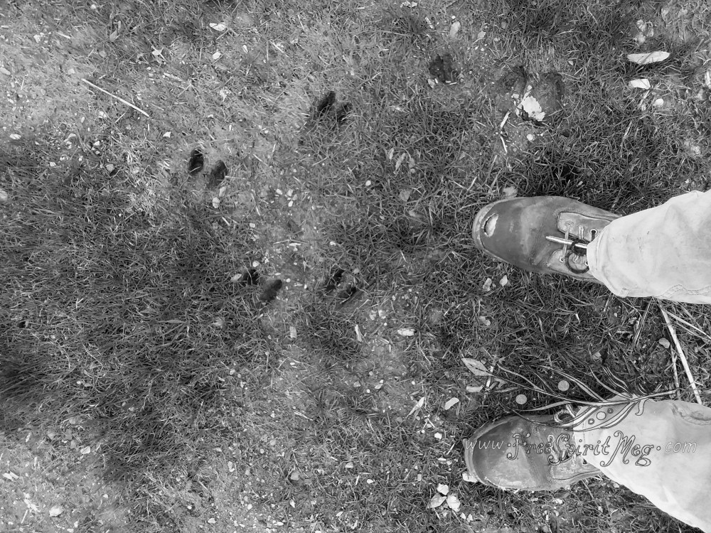 #84 – Oh, Deer – 6.6.18