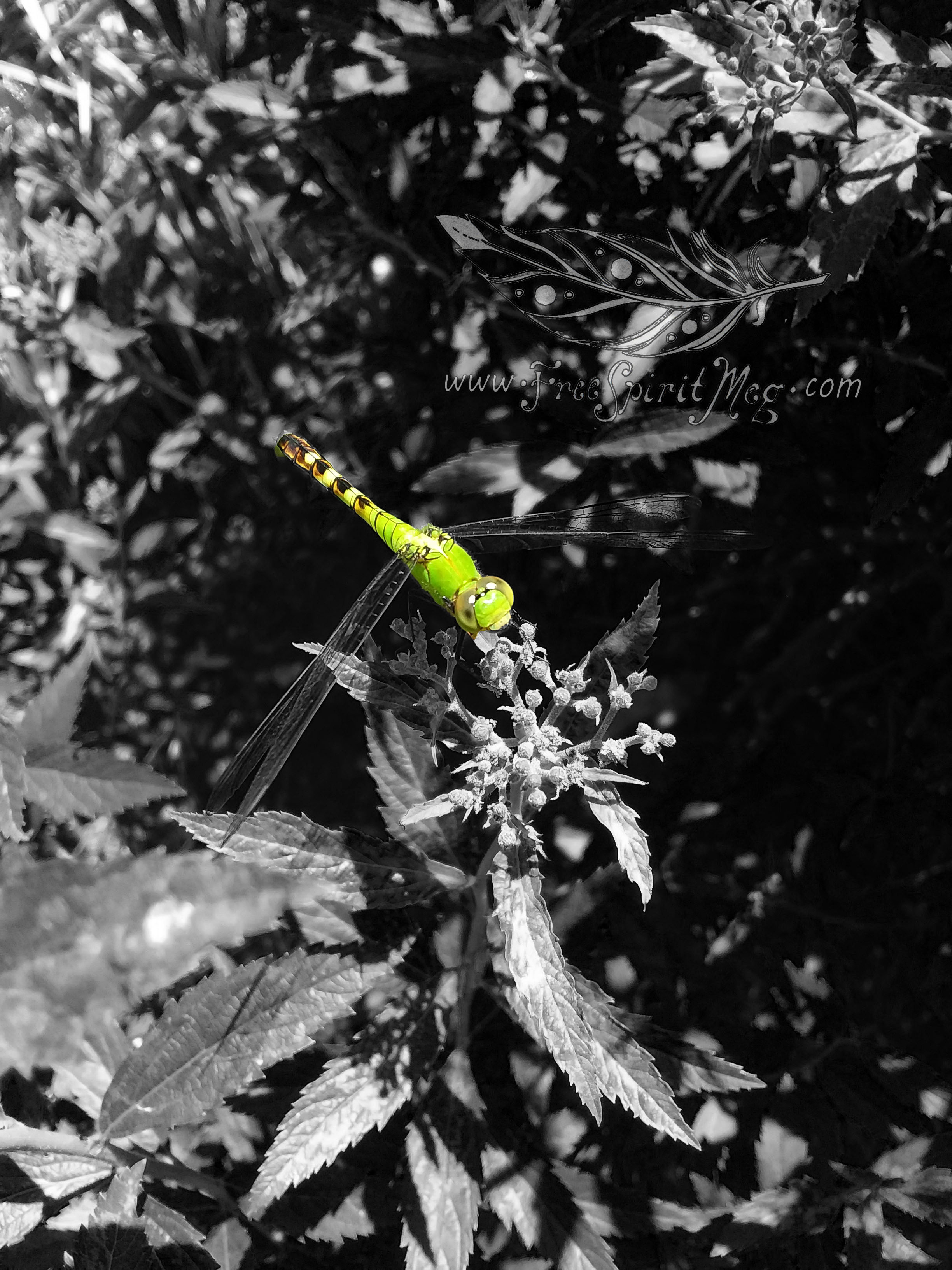 #99 – Dragonfly Friend – 6.21.18