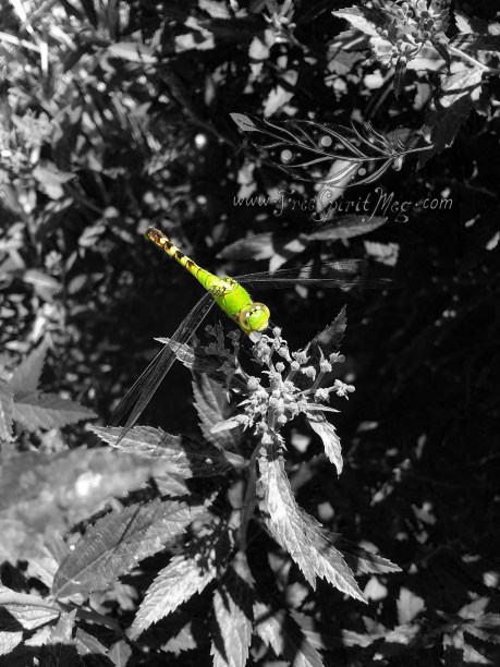 Dragonfly bw