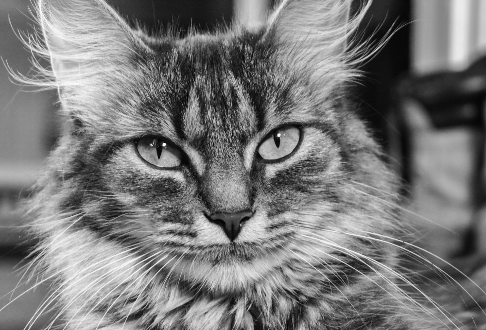 #81 – Fluff ‘n’ Stuff – 6.3.18